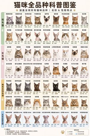 Comprehensive Cat Breed Infographic – GPT Image 2 prompt by 惊雲同学