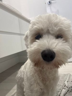 สัตว์เลี้ยงในฉากภาพยนตร์ – GPT Image 2 prompt by Drew Pavlou 🇦🇺🇺🇸🇺🇦🇹🇼